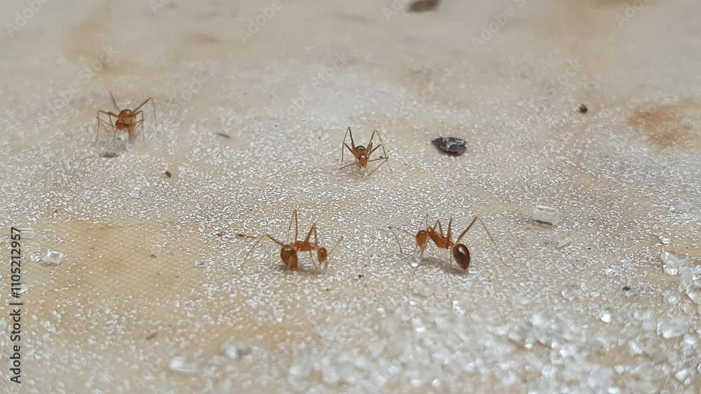 ant and friends