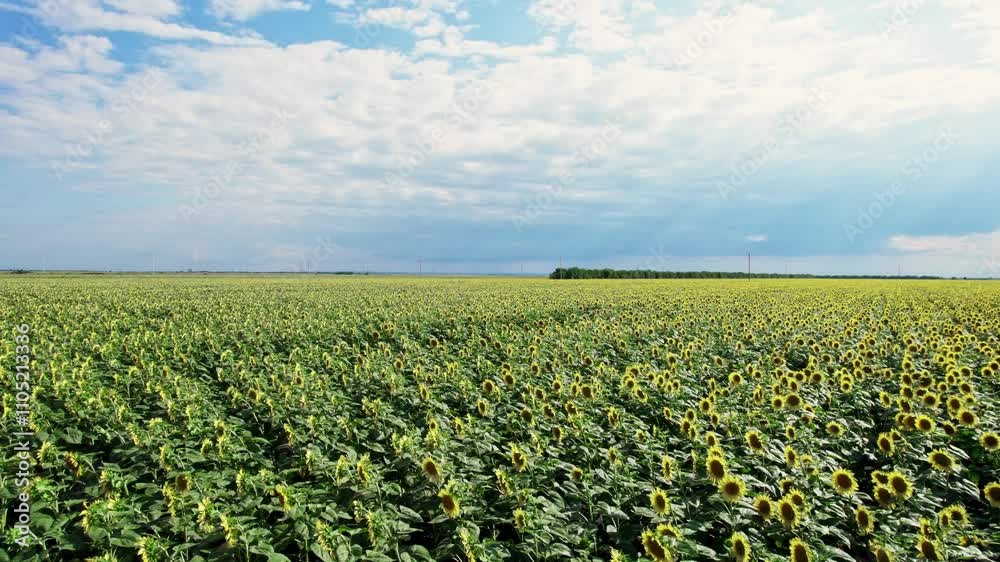 Bright sunflowers sway gently under a vast sky in a rural landscape Bright sunflowers sway gently under a vast sky in a rural landscape