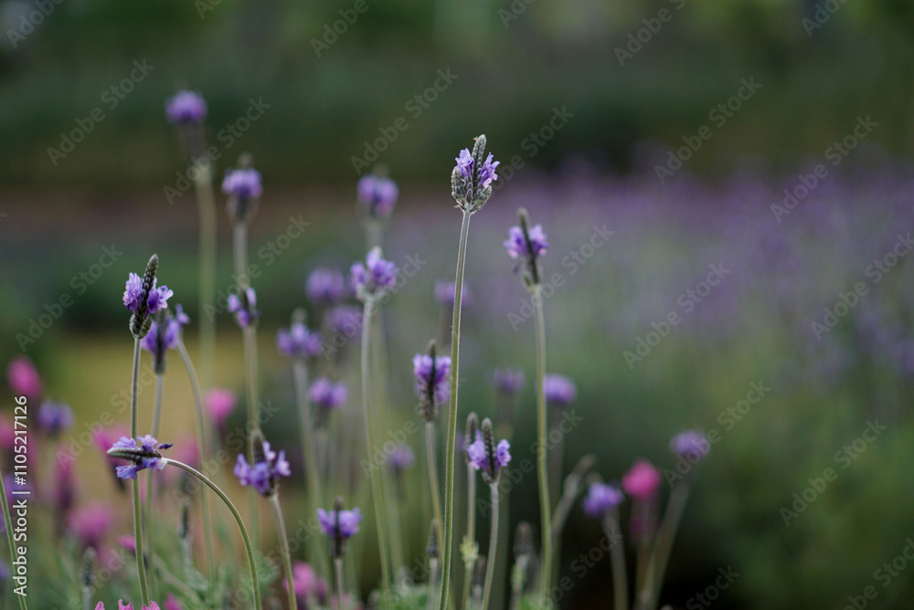 Obraz premium Lavenders field at Chiang Mai Province