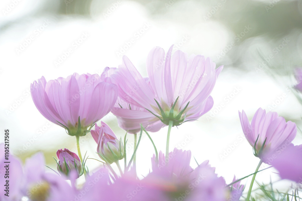 pink cosmos in the garden