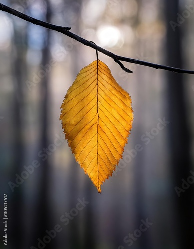 Autumnal yellow birch leaf on a branch in the forest
