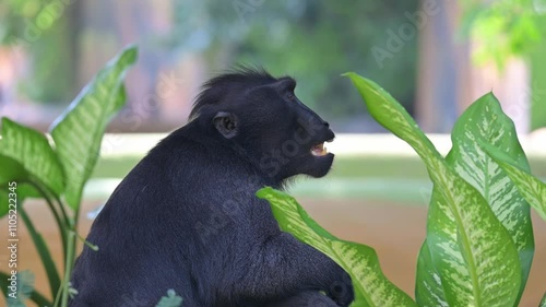 potrait monkey macaca nigra