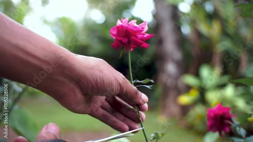 pick beautiful roses that bloom in the garden