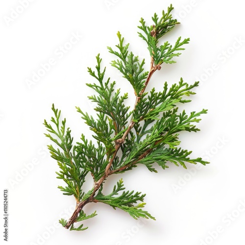 A sprig of vibrant green arborvitae, showcasing its delicate, feathery foliage against a stark white backdrop. photo