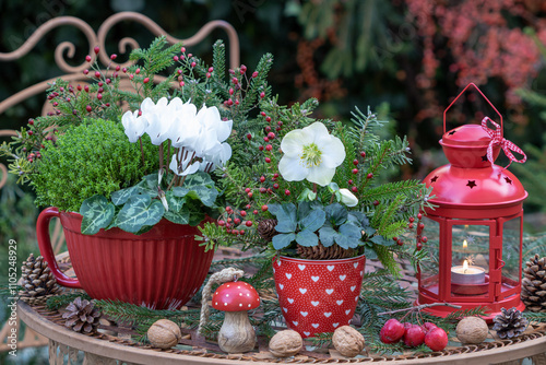 Weihnachts-Gartenarrangement mit Christrose (Helleborus niger), Alpenveilchen, Strauchveronika, Fichtenzweigen in Porzellantöpfen und Laterne photo