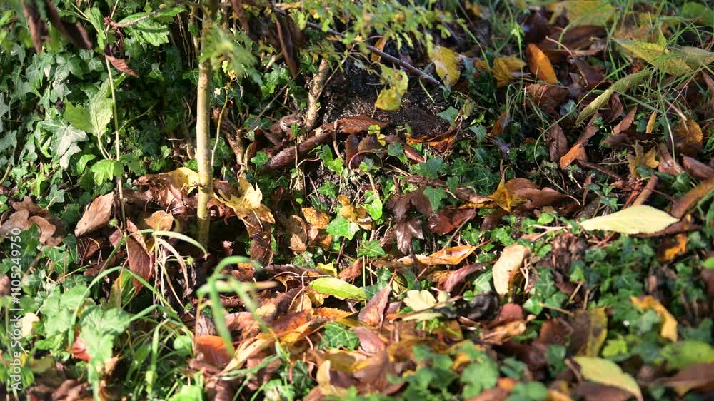 Autumn leaves on the ground at the base of a tree in light breeze and sunshine Autumn leaves on the ground at the base of a tree in light breeze and sunshine
