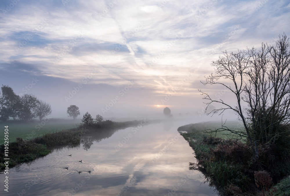 Φωτογραφία young geese in water of kromme rijn in dutch province of utrecht