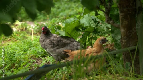 Close-up of chickens amble around the graden patch.