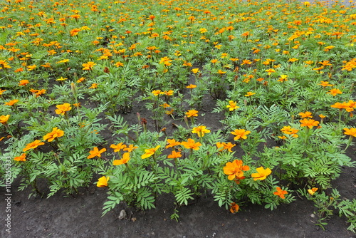 A lot of orange flowers of Tagetes patula in July photo