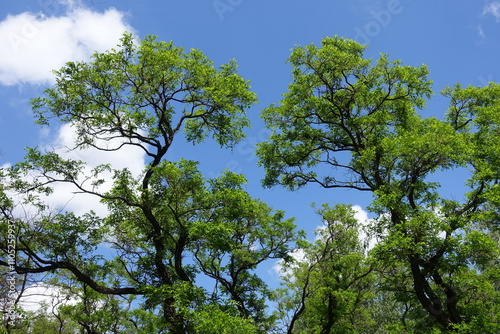 Blue sky and branches of Robinia pseudoacacia umbraculifera in May photo