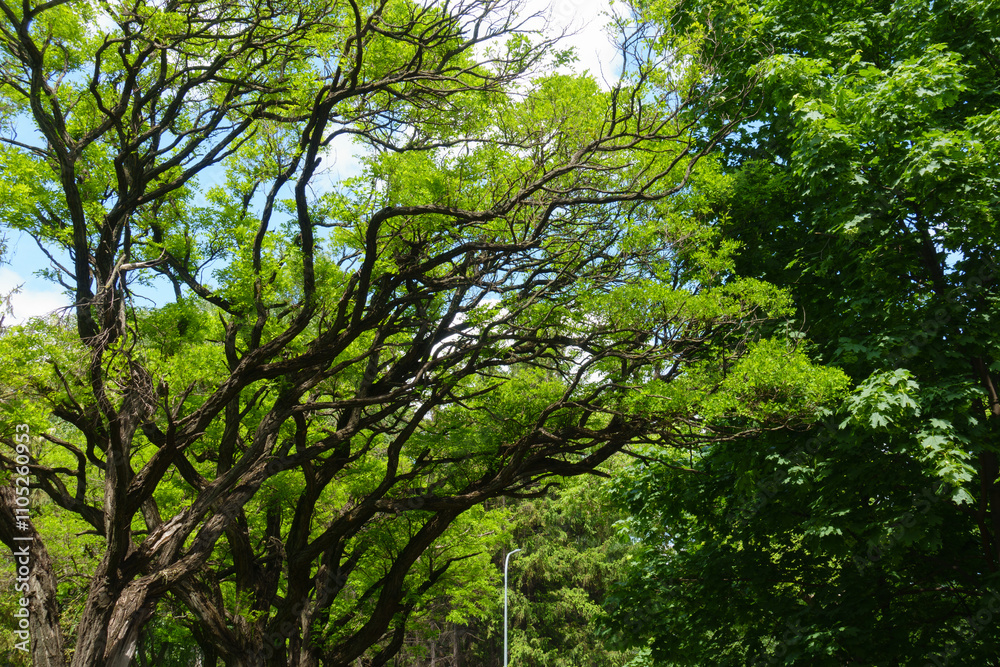 Fototapeta premium Curved branches of Robinia pseudoacacia umbraculifera in May