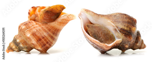 live conch on white background