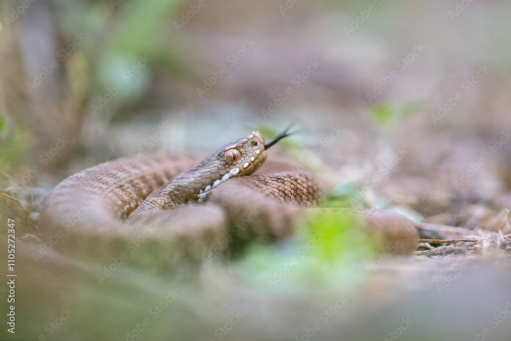 Fototapeta premium Common adder (Vipera berus)
