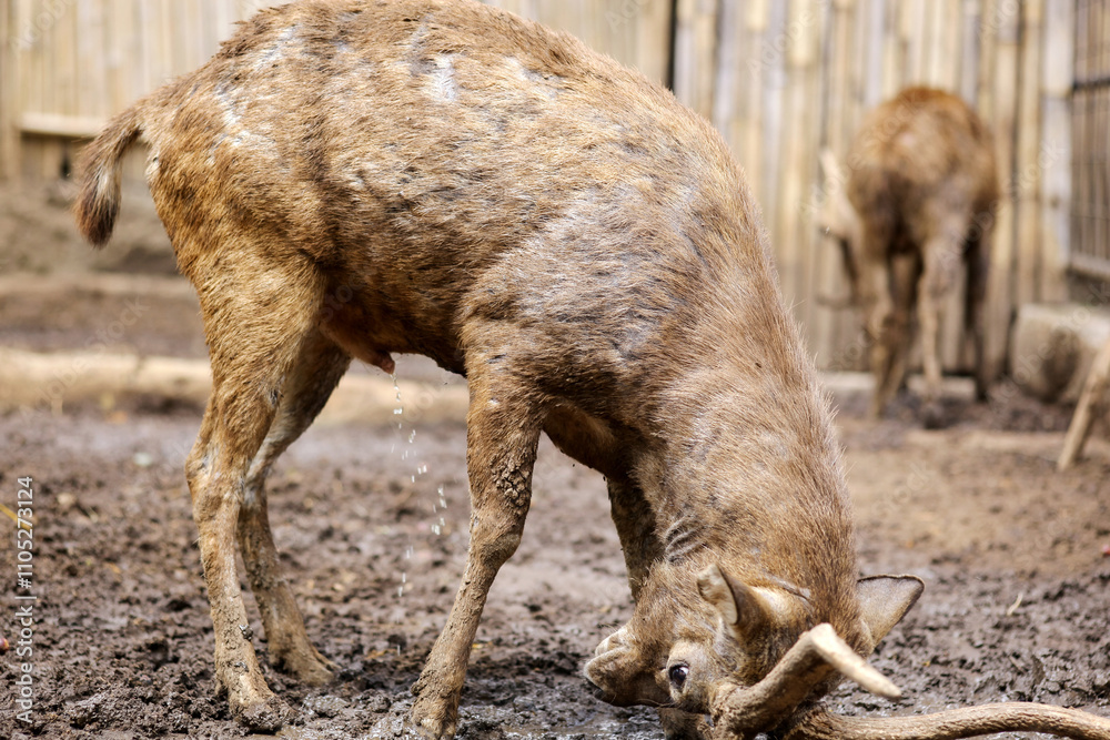 Fototapeta premium Portrait of Deer Playing in The Dirt at Zoo