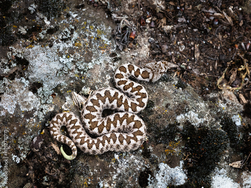 Nose-horned viper (Vipera ammodytes) photo