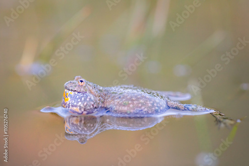 Male red belly toad (Bombina bombina) photo