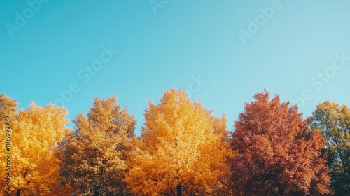 A grove of autumn-colored trees, with a clear blue sky above