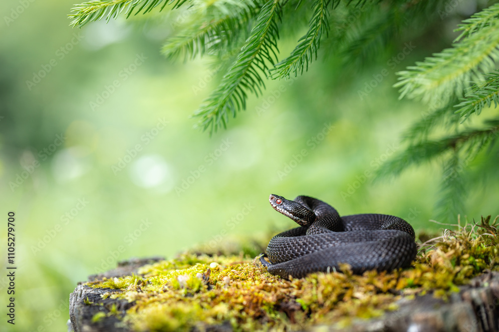 Obraz premium Melanistic common adder (Vipera berus)