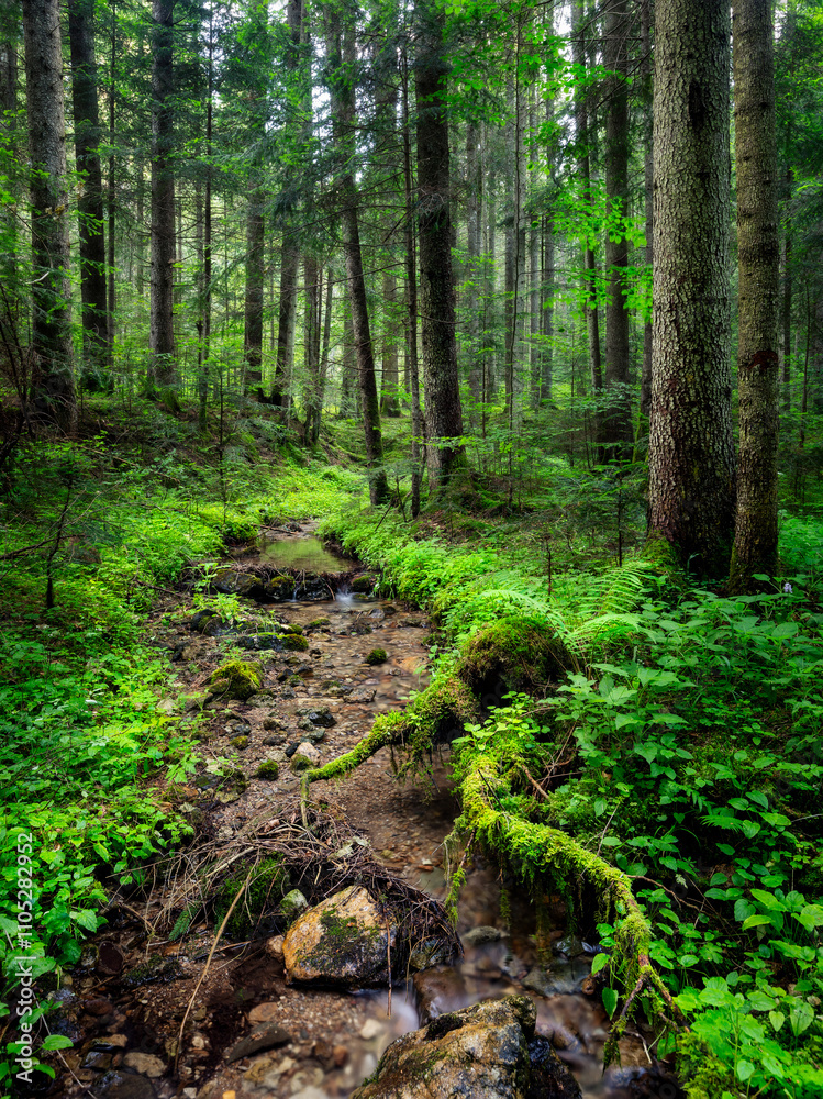 Fototapeta premium Old growth forest