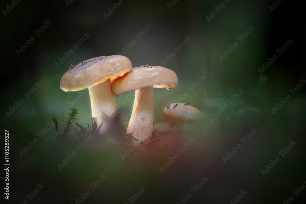 mushrooms in the forest mushrooms in the forest