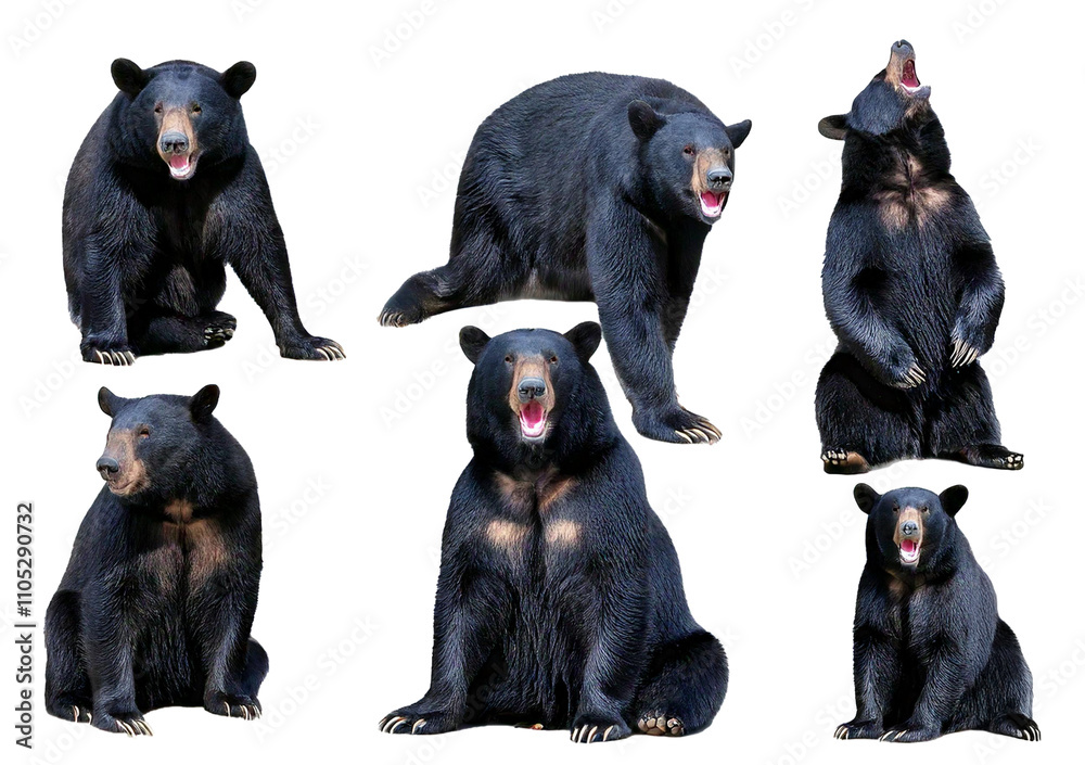 Wildlife animals bears banner panorama long - Collection of standing, sitting, screaming, isolated on transparent or white background Wildlife animals bears banner panorama long - Collection of standing, sitting, screaming, isolated on transparent or white background