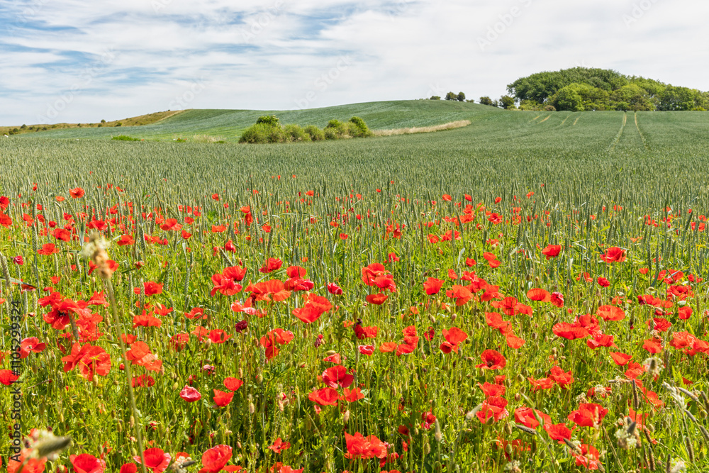 Poppy flowers at the edge of a wheat field, Langeland, Denmark Poppy flowers at the edge of a wheat field, Langeland, Denmark