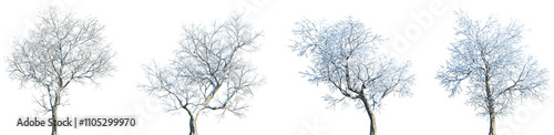 Set of Ulmus davidiana (also known as the David elm, or Father David elm) winter frontal set street trees isolated png in sunny daylight on a transparent background perfectly cutout photo