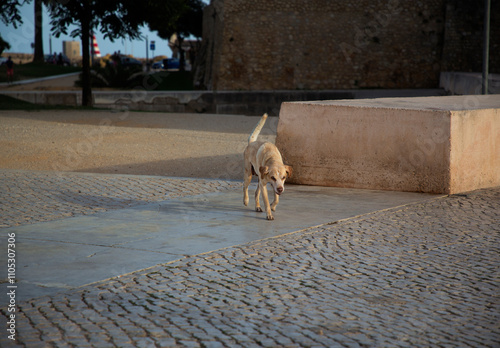 Stray dog at sunset