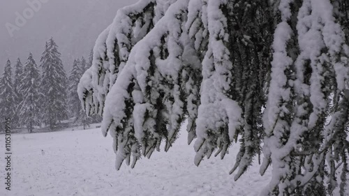 A fir branch heavily covered with snow sways gently in the wind as large snowflakes fall during a heavy snowfall, creating a serene and atmospheric winter forest scene