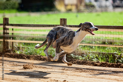 Whippet sighthound practising on race track