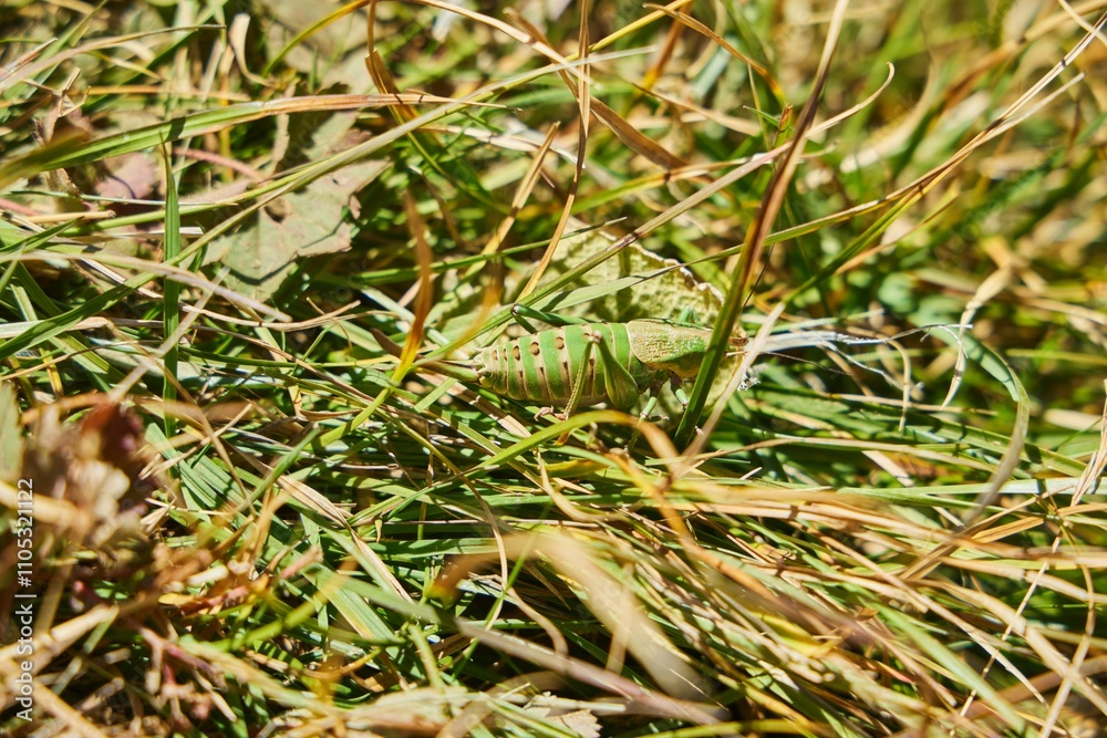 The Caucasian Biosphere Reserve. A large grasshopper, green in color. Animals of the Caucasus The Caucasian Biosphere Reserve. A large grasshopper, green in color. Animals of the Caucasus