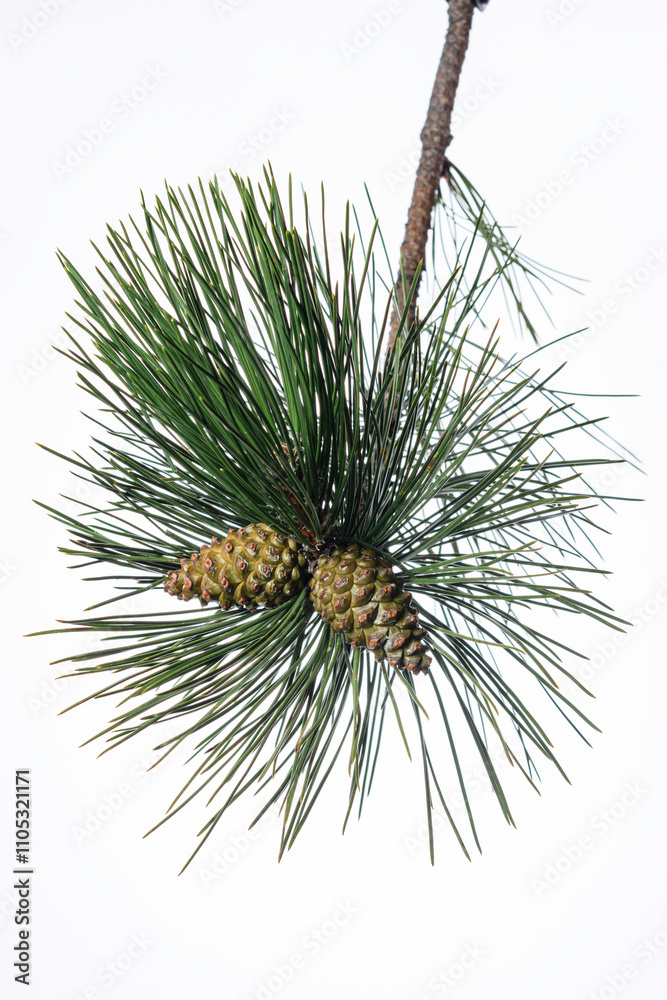 Fototapeta premium pine tree branch with cones