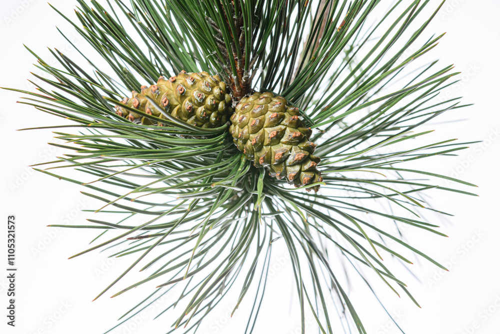 pine tree branch with cones pine tree branch with cones