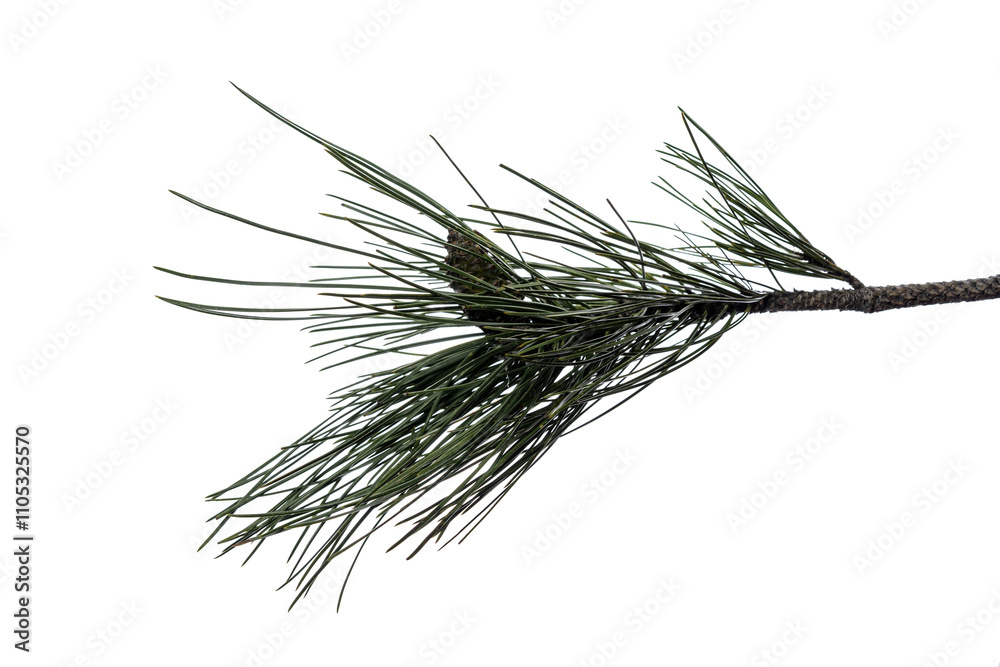 Fototapeta premium pine tree branch with cones