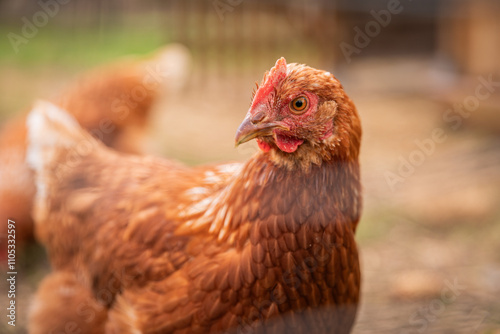 Hühner auf dem Bauernhof Nahaufnahmen von Hühnern Hühnerfedern freilaufende Hühner Eierlegen und ländliche Lebensweise auf dem Bauernhof