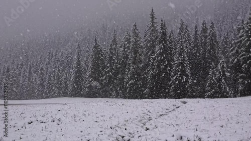 Snowflakes fall steadily over a pine forest and an adjacent field, creating a tranquil scene that marks the beginning of winter