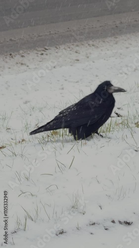 Black raven walks on the snow and looks for food in winter