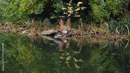 Mallards ducks in a nature park
