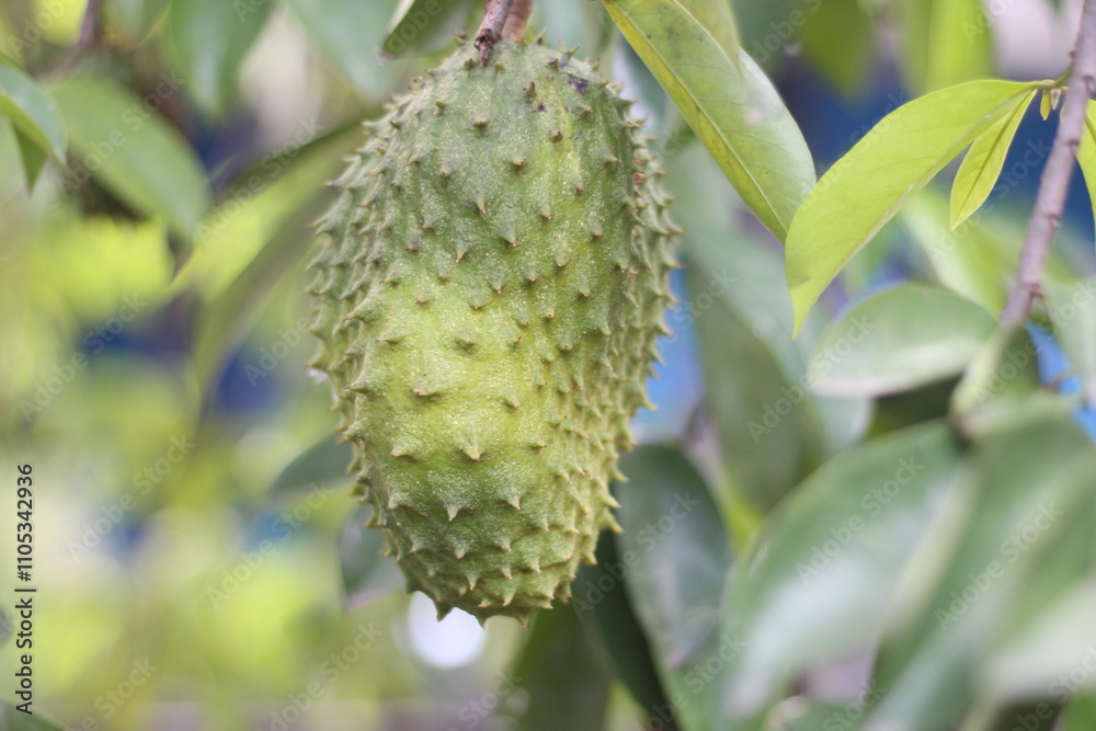 Fresh juicy tasty soursop fruits on soursop tree. Southeast asian exotic fruit. Sour and sweet taste. isolated on blurred backround Fresh juicy tasty soursop fruits on soursop tree. Southeast asian exotic fruit. Sour and sweet taste. isolated on blurred backround