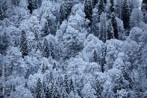 snow covered trees winter landscape