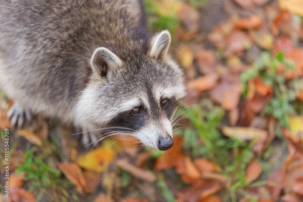 Close-up portrait of a raccoon with a background of autumn leaves, muzzle, photo of the animal. Predatory mammal of the raccoon family. Environmental protection, environmental issues. Animal in autumn Close-up portrait of a raccoon with a background of autumn leaves, muzzle, photo of the animal. Predatory mammal of the raccoon family. Environmental protection, environmental issues. Animal in autumn