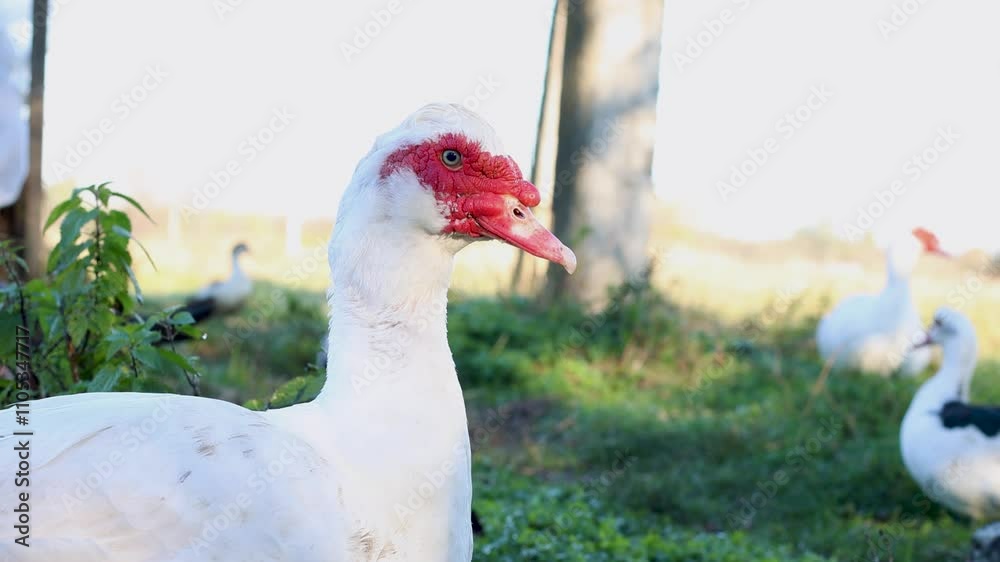 Domestic ducks on the farm. Care and breeding of ducks. Domestic ducks on the farm. Care and breeding of ducks.