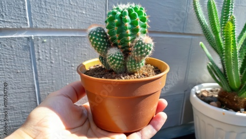 A Hand Holding a Small Cactus Potted Plant Against a Brick Wall photo