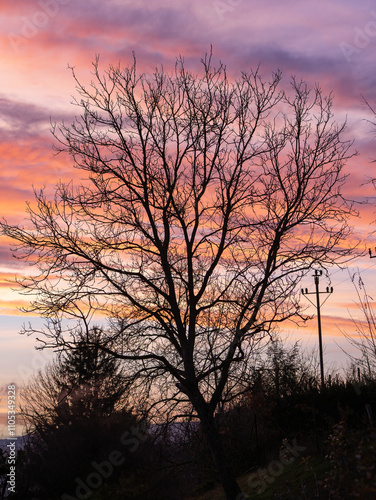 November pink sunset behind the crown of a leafless tree.  The pink sky is a beautiful background to make the outline of the tree stand out.