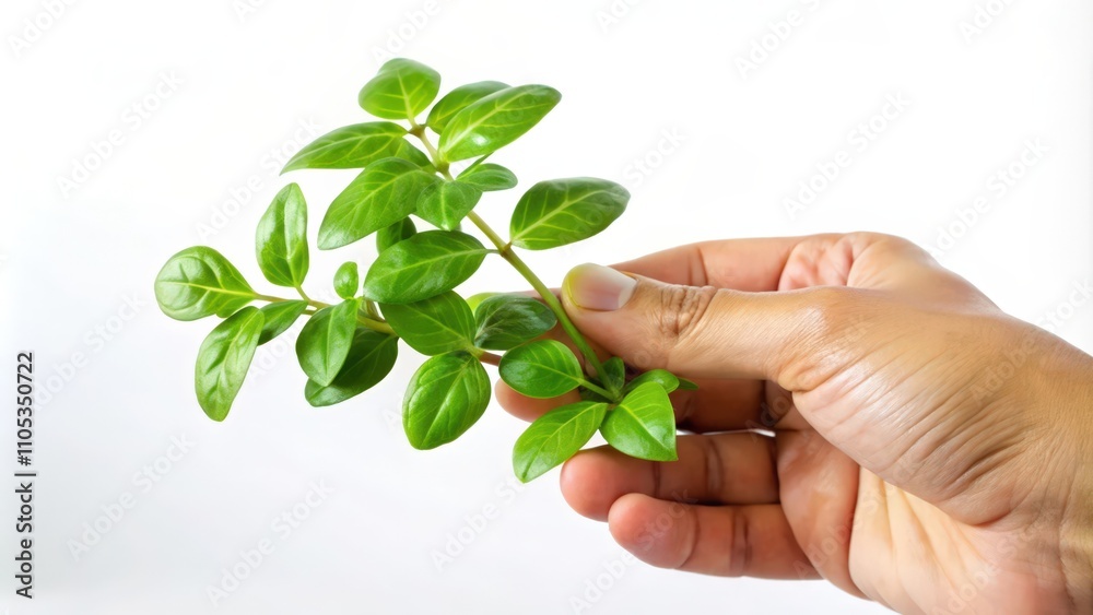 Hand Holding a Small Green Plant with Multiple Leaves Hand Holding a Small Green Plant with Multiple Leaves