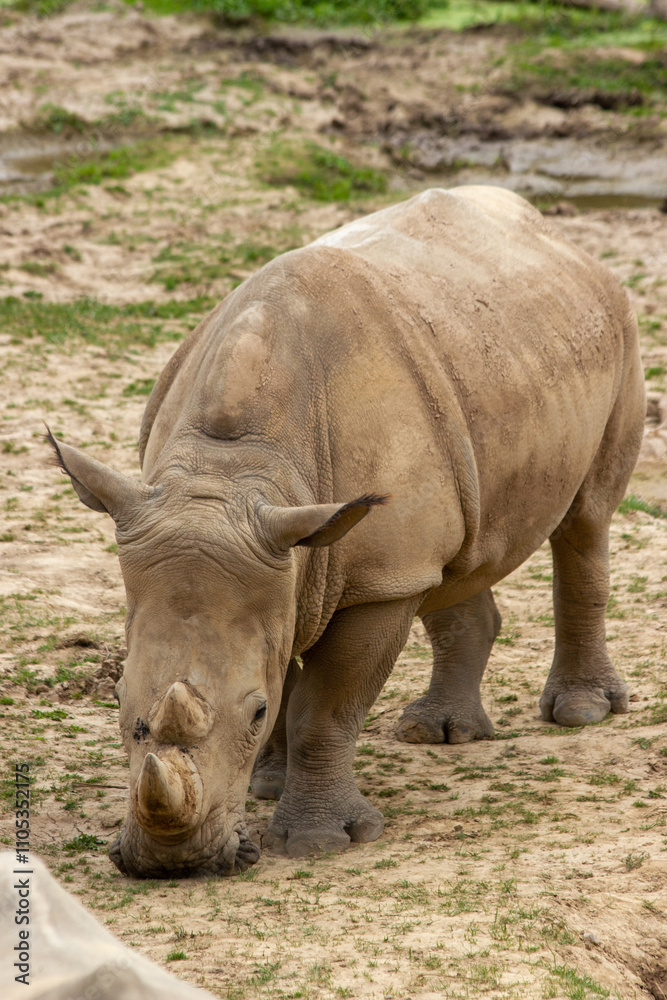 A white rhinoceros calmly walks on the sand in a national park A white rhinoceros calmly walks on the sand in a national park