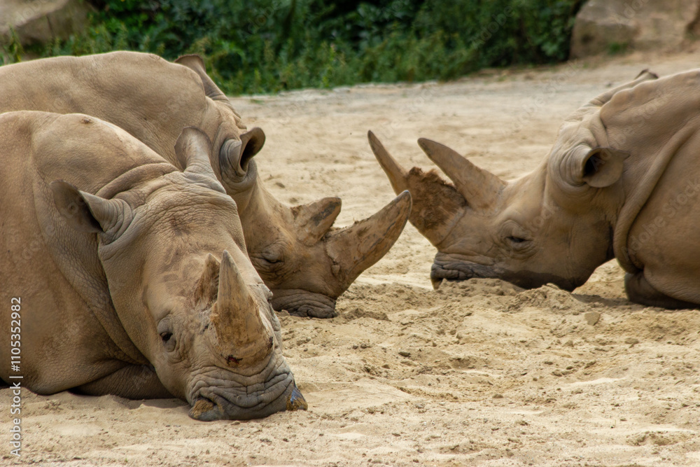 Fototapeta premium A white rhinoceros calmly walks on the sand in a national park