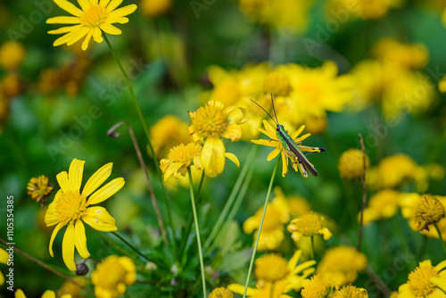 Vivid Green Grasshopper Resting on a Bright Yellow Chrysanthemum