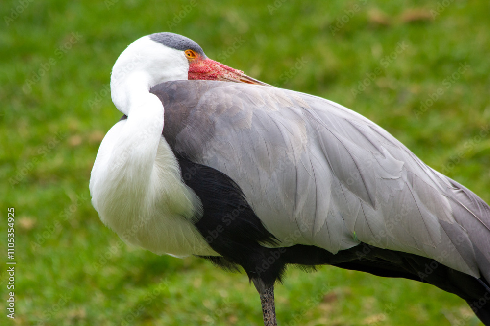 Fototapeta premium A stork rests with its beak hidden. In the national park of the Czech Republic