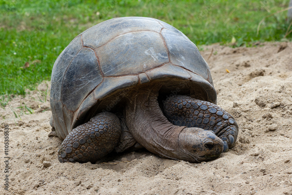 Large African tortoise lying on the sand close-up in the Czech Republic national park Large African tortoise lying on the sand close-up in the Czech Republic national park
